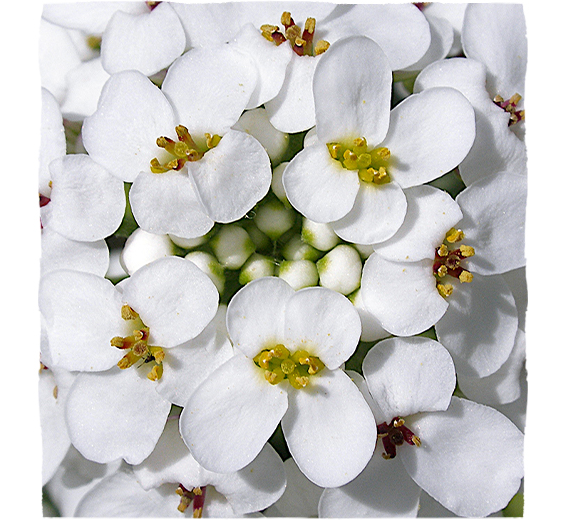 Biely kvet horkého candytuftu