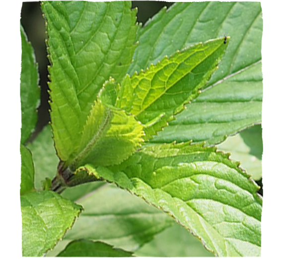 List mäty piepornej (Mentha piperita folium) - aromatické a liečivé