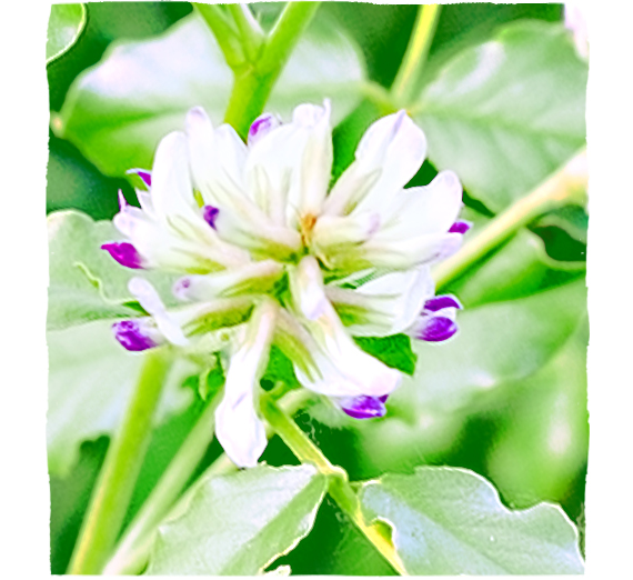 Koreň sladkovky (Glycyrrhiza glabra) - sladkosť dobrá na žalúdok