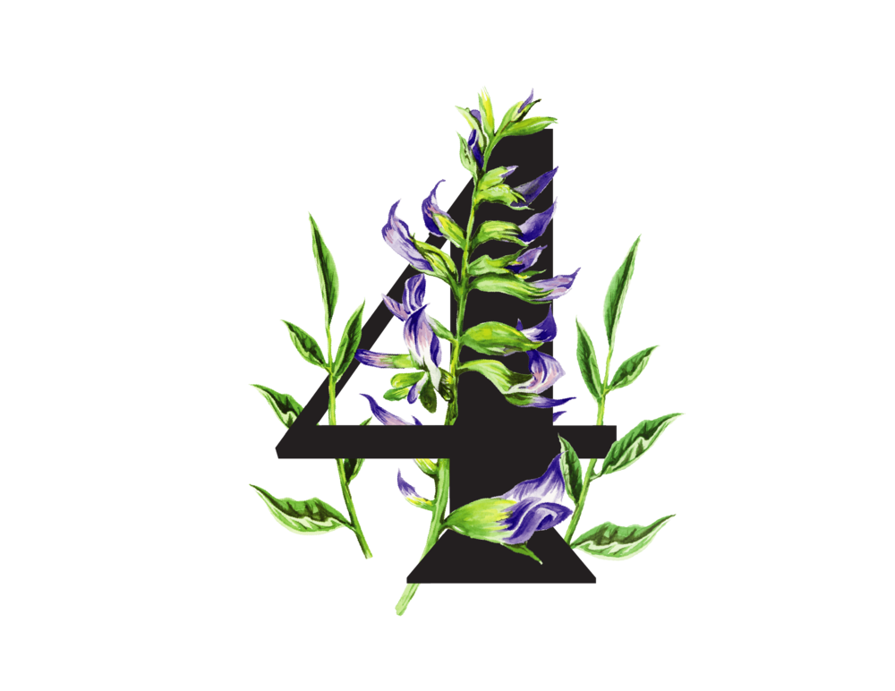 Drobné fialové kvety koreňa sladkého drievka (Liquiritiae radix), ktoré uvoľňujú vaše brušné svaly